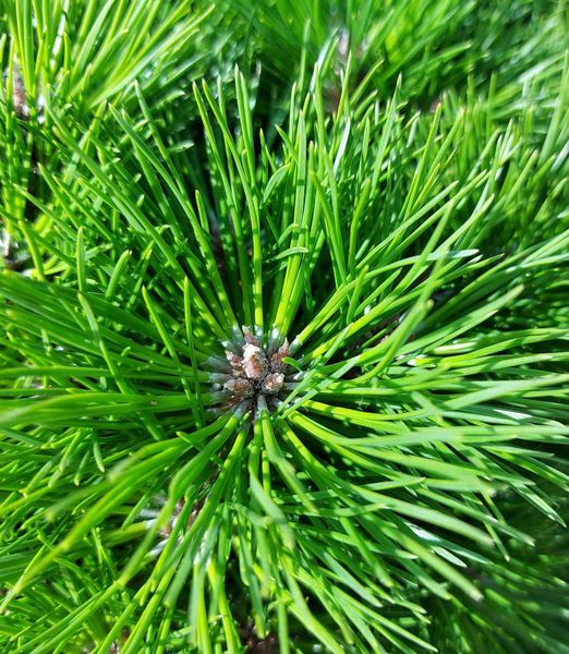 Pinus mugo 'Bambino'